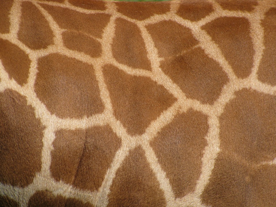 giraffe skin